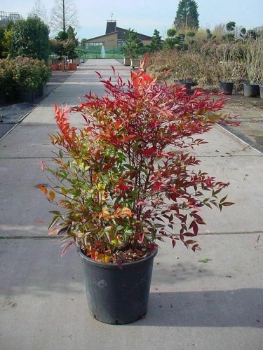 Nandina domestica "Bambù...