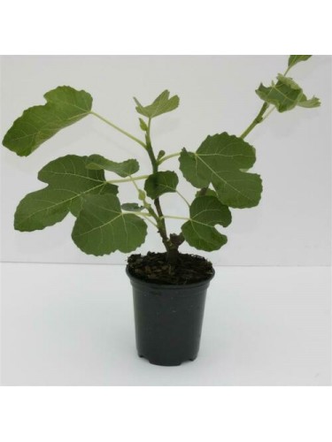 Fico "Ficus carica Brown...