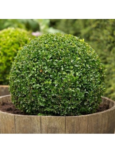 Bosso comune "Buxus...