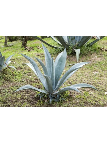 Agave blu "Agave americana"...