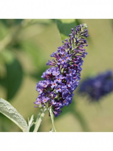 Buddleia davidii Empire...