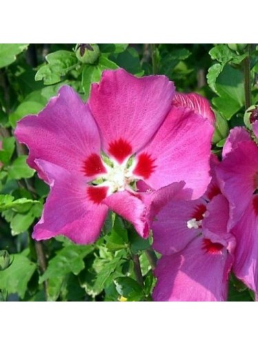 Ibisco cinese "Hibiscus...