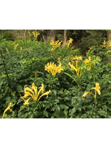 Bignonia capensis "Tecoma...