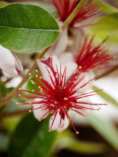 Feijoa "Acca sellowiana"...