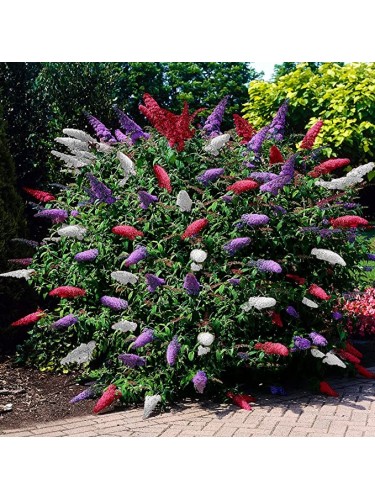 Buddleia davidii Tricolor...