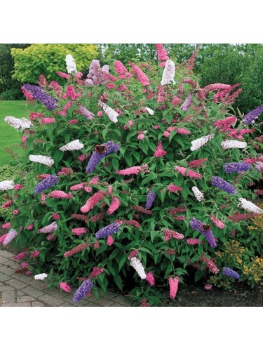 Buddleia davidii Tricolor...