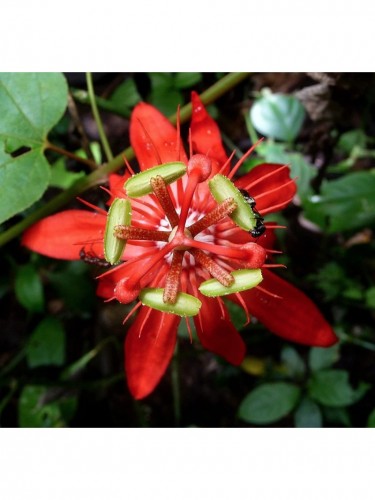 Passiflora Coccinea pianta...