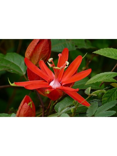 Passiflora Coccinea pianta...