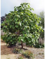 Paulonia "Paulownia...