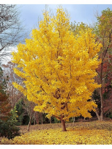 Ginkgo biloba pianta in...