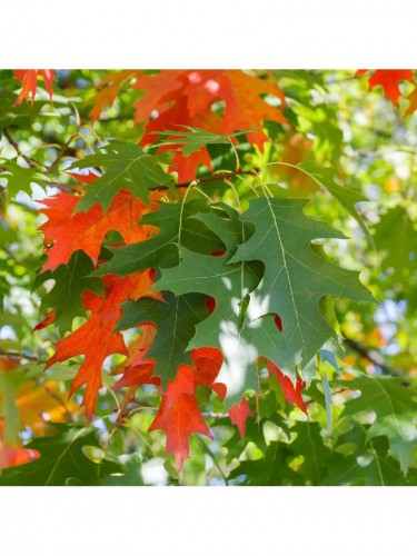 Quercia rossa americana...