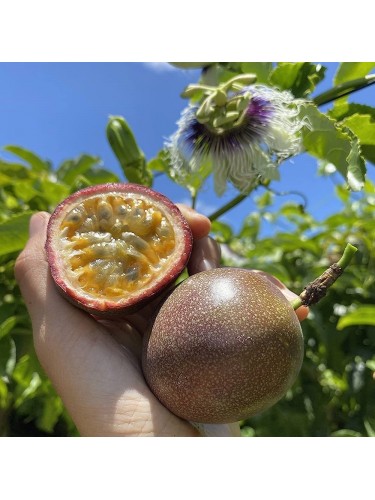 Passiflora Edulis Maracuja...