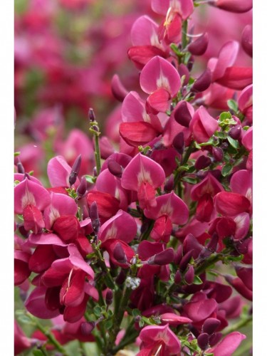 Ginestra "Cytisus Boskoop...