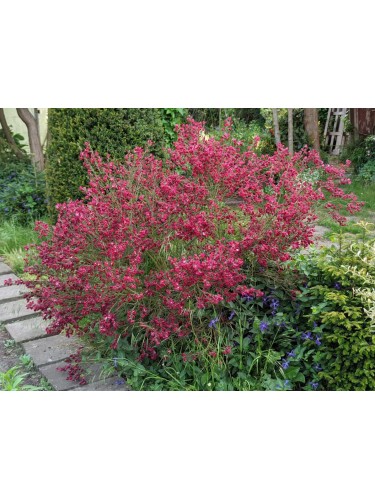 Ginestra "Cytisus Boskoop...