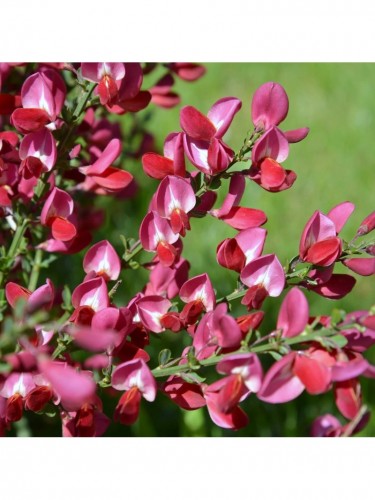 Ginestra "Cytisus Boskoop...