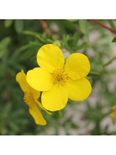 Potentilla fruticosa...