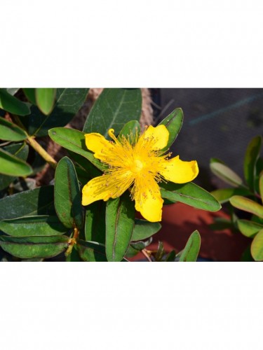 Iperico calicino "Hypericum...