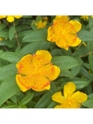 Iperico calicino "Hypericum...