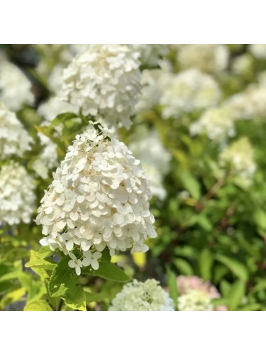 Ortensia "Hydrangea...