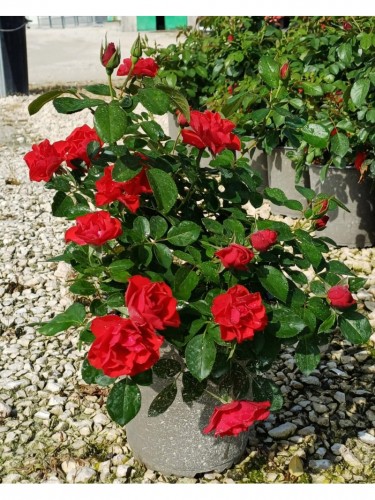 Rosa "Kordes Black Forest...