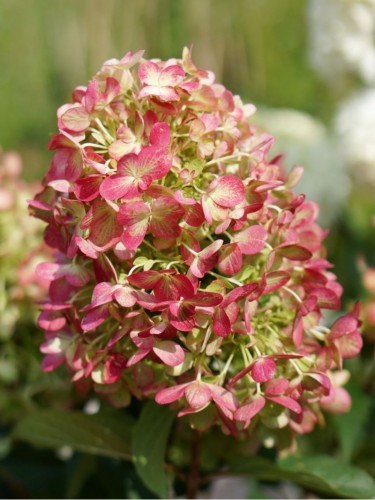 Ortensia "Hydrangea...