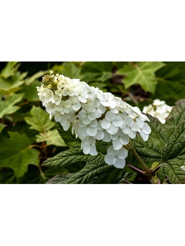 Ortensia "Hydrangea...