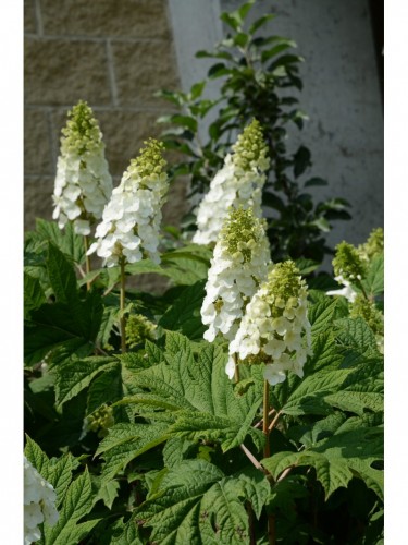 Ortensia "Hydrangea...