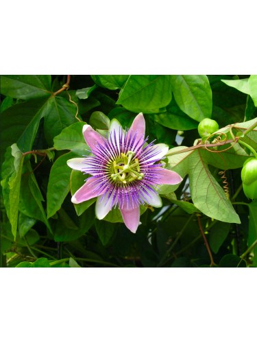 Passiflora Imperatrice...