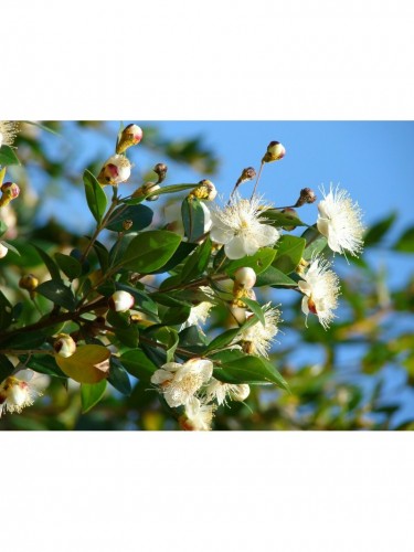 Mirto Sardo "Myrtus...