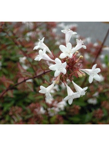 Abelia "Abelia x...