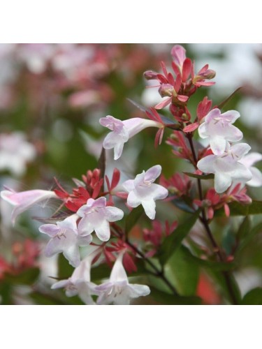 Abelia "Abelia x...