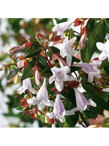 Abelia "Abelia x...