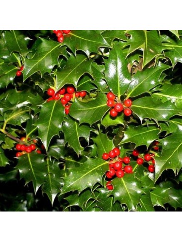 Agrifoglio "Ilex...