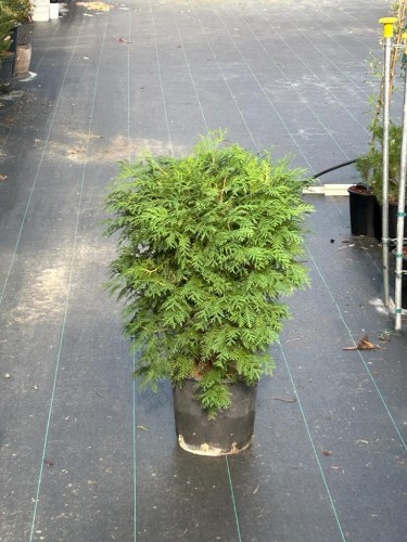 Thuja occidentalis "Tuia...