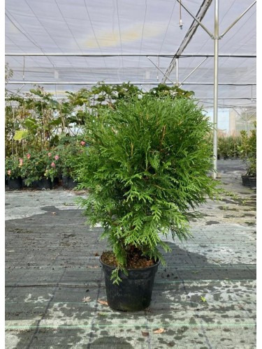 Thuja occidentalis "Tuia...