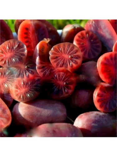 Kiwi rosso "Actinidia...