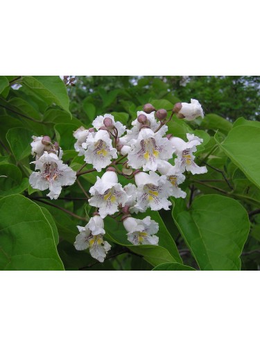 Catalpa bignonioides...