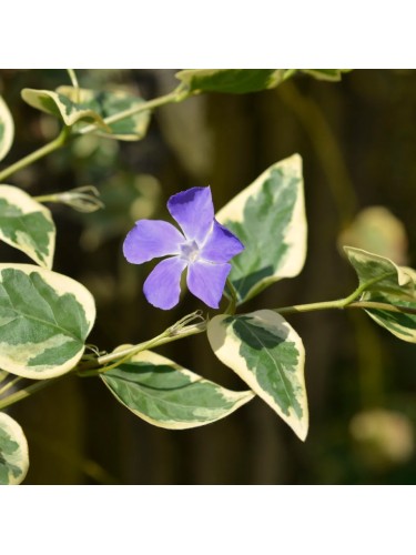 Pervinca "Vinca major...