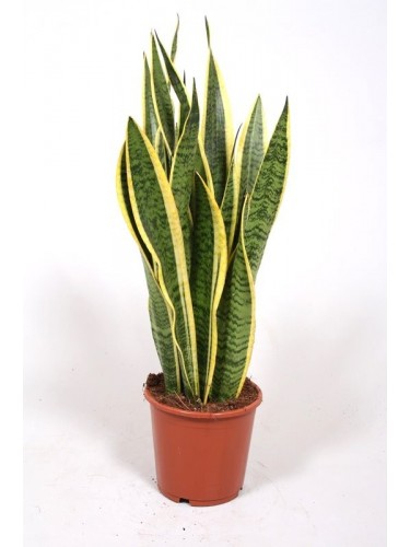 Sanseveria "Sansevieria...