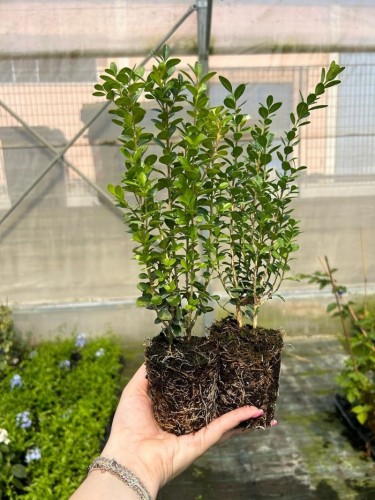 Bosso comune "Buxus...