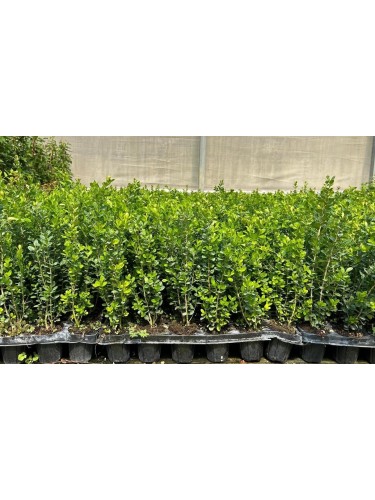 Bosso comune "Buxus...