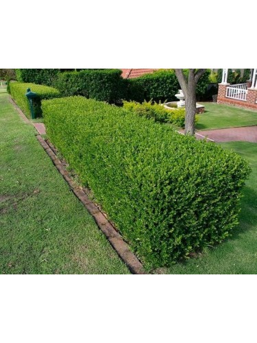 Bosso comune "Buxus...