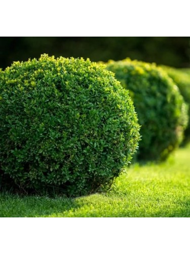 Bosso a palla "Buxus...