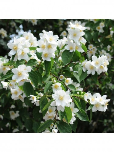 Filadelfo - Philadelphus...