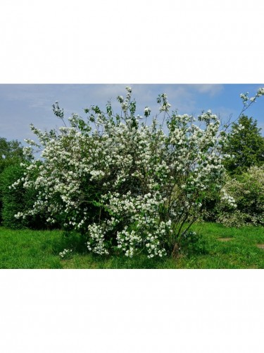 Filadelfo - Philadelphus...