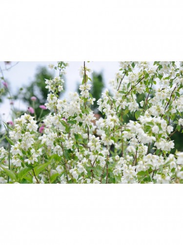 Filadelfo - Philadelphus...