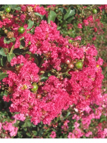 Lagerstroemia indica rosa...