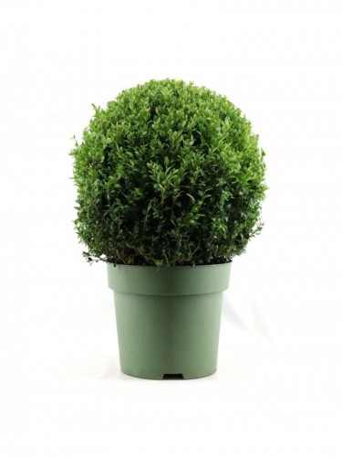 Bosso a palla "Buxus...