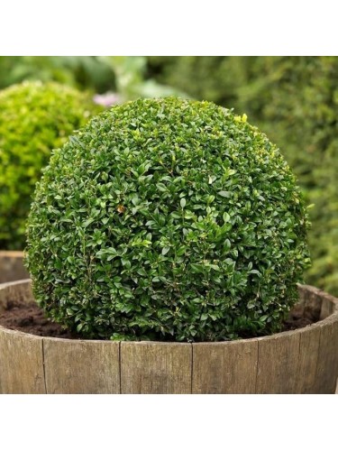 Bosso a palla "Buxus...