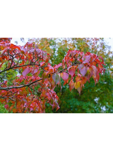 Corniolo "Cornus...